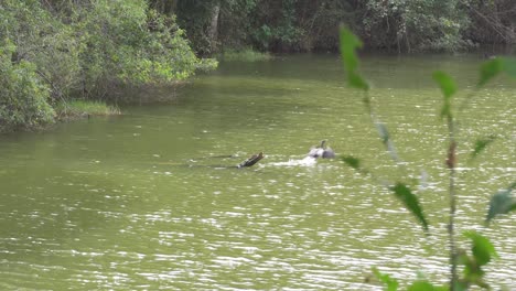 Cormorán-Neotrópico,-Nannopterum-Brasilianum,-Pájaro-Negro-Volando-Hacia-El-Lago-Cerca-De-São-Paulo-Brasil