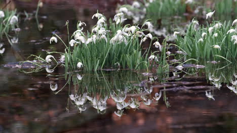 Zarte-Weiße-Schneeglöckchenblüten-Wachsen-Im-Regenflutwasser-In-Einem-Wald-In-Worcestershire,-England