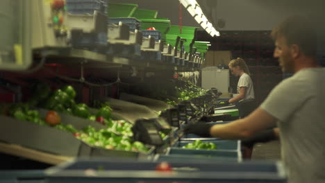 Gewächshausarbeiter-Verpacken-Paprika,-Freihändig-Aufgenommen