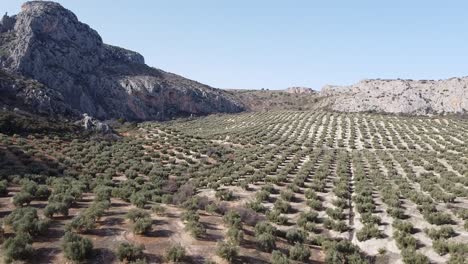 AERIAL-IMAGE-OF-A-MOUNTAIN-OLIVE-GROVE