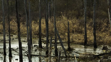 Swamp-scene-with-sunlit-reeds-and-bare-trees-in-Point-Remove-Wildlife-Area,-Blackwell-AR