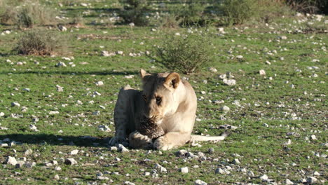 Female-Lion-Playing-With-Turtle-While-Resting-On-Ground