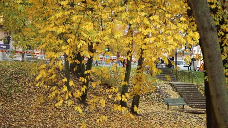 Street-traffic-behind-yellow-autumn-leaves-in-park,-Stockholm,-Sweden