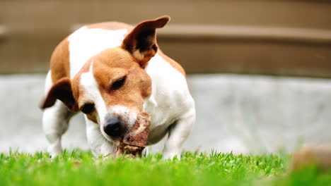 Low-angle-telephoto-view-of-Jack-Russell-puppy-chewing-on-bone-on-green-grass