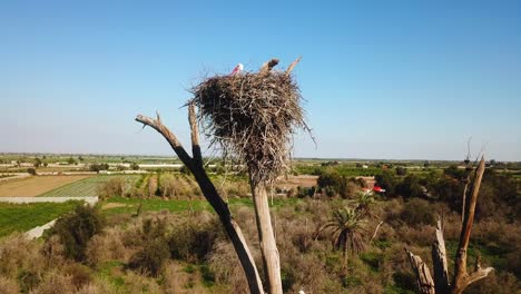 Storchennestfamilie-Auf-Baumkrone-Laub-Trockene-Zweige-Haus-Wildvogel-Luftlandschaft-Malerisches-Leben-Der-Tiere-Auf-Dem-Land-Naturlandschaftshintergrund-Sommerauswanderungszeit-Im-Iran-Dezful-Ländlich