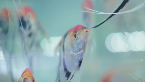 Colorful-freshwater-angelfish-swimming-in-a-home-aquarium,-detailed-fins,-calm-underwater-scene