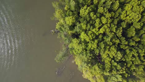 árboles-Manglar-Río-Colinas-Malasia-Langkawi