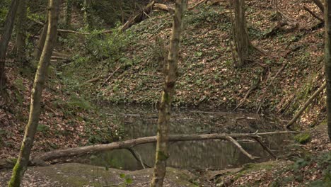 Epischer-Wald,-Bäume,-Äste,-Blätter,-Wurzeln,-Sonne,-Wolken