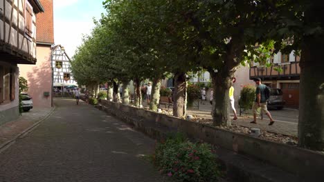 Maple-Trees-in-Lovely-Town-of-Bergheim-in-Eastern-France