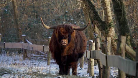 Highland-Kuh-Bulle-Mit-Großen-Hörnern-Wiederkäuen-Durch-Zaun-Im-Winterwald