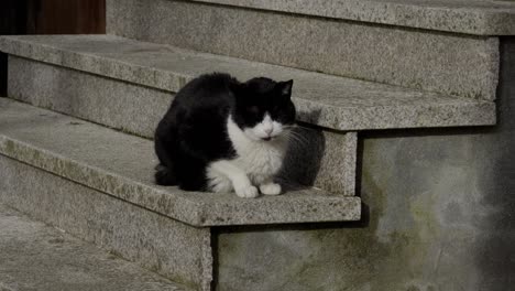 Schläfrige-Smoking-Schwarz-weiße-Katze-Sonnt-Sich-Entspannt-Auf-Steintreppen