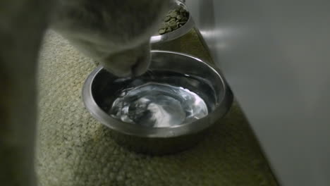 Closeup:-Husky-dog-drinks-from-water-bowl-beside-dog-kibble-food-bowl