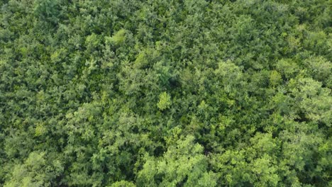 Ariel-view-shot-of-Sundarban,-which-is-one-of-the-biggest-tiger-reserve-forest-in-Asia