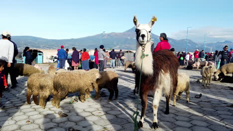 Llama-standing-in-a-bustling-Otavalo-market-with-people-and-sheep,-Ecuador,-daylight