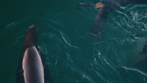 Seelöwen-Und-Robben-Im-Hafen-Von-Monterey-Schwimmen-Und-Spielen-In-Zeitlupe