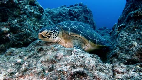 Die-Grüne-Meeresschildkröte-Ruht-Auf-Der-Unterwasseroberfläche-Des-Lebhaften-Korallenriffs-Der-Insel-Mauritius,-Ein-Konzept-Der-Gelassenheit-Und-Vielfalt-In-Der-Unterwasserwelt