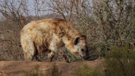 hyena-walking-through-desert-area-slomo