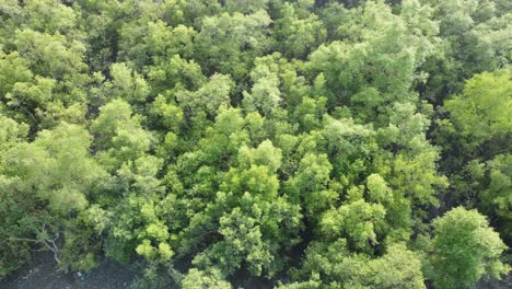 Luftaufnahme-Von-Sundarban,-Einem-Der-Größten-Tigerreservate-Asiens