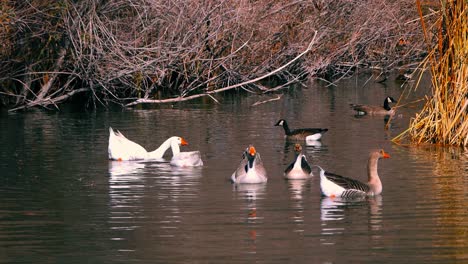 Spring-water-fowl-in-Nevada-wetlands