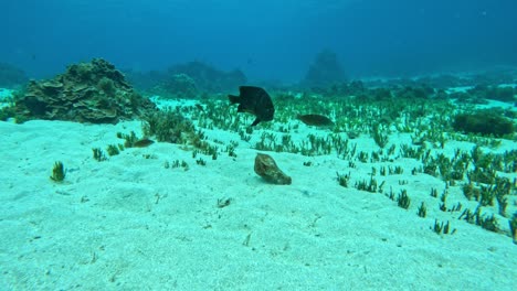 Fische-Fressen-Korallenreste-Auf-Dem-Sandigen-Meeresboden-Unter-Wasser