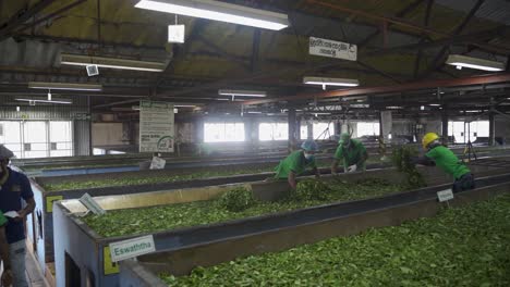 Workers-Sorting-Fresh-Tea-Leaves-Inside-Factory-In-Sri-Lanka