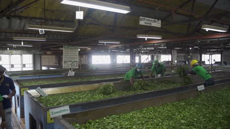 Arbeiter-Sortieren-Frische-Teeblätter-In-Einer-Fabrik-In-Sri-Lanka