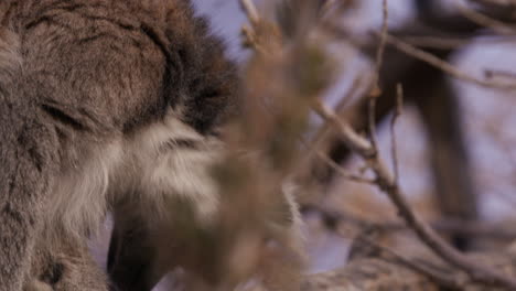 Lemur-Thront-Auf-Einem-Baum,-Neigt-Sich-Nach-Unten,-Um-Die-Füße-Auf-Dem-Ast-Zu-Sehen