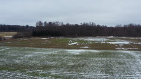 Flying-toward-bare-tree-forest,-swans-fly-above-countryside-farmland