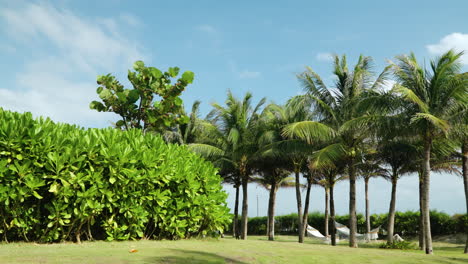 Tropical-Garden-with-Green-Lawn,-Bushes-and-Rope-Hammocks-Hanging-Betweeen-Coconut-Trees-on-Sunny-day