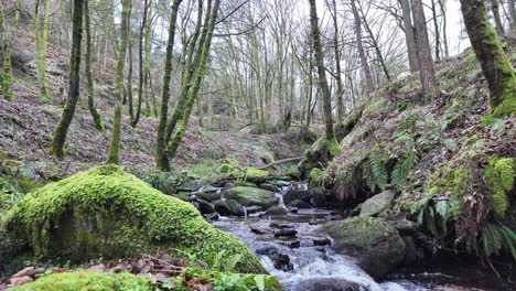 Small,-slow-moving-woodland-stream,-flowing-slowly-through-the-forest-trees