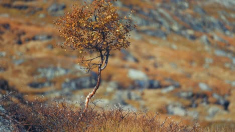 Eine-Einsame-Birke-In-Der-Herbstlichen-Tundralandschaft