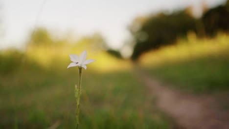 Selective-focus-closeup-of-a-white-wildflower-on-a-path-in-the-countryside-at-dusk