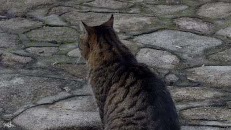 Wütende-Grau-braun-Getigerte-Katze,-Die-Auf-Einem-Steinpfad-Sitzt-Und-Sich-Umschaut