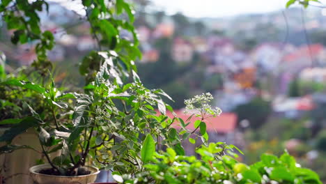 Sonniger-Tag-Ruhe:-Grüne-Pflanzen-Mit-Blumen-Wiegen-Sich-Sanft-Im-Wind