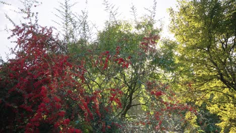 Follaje-De-Otoño-En-La-Campiña-Japonesa,-Tarde-Cálida