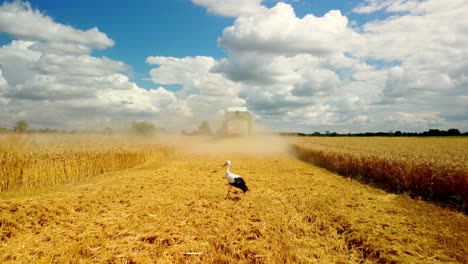 Stork-On-The-Field-Looking-For-Food-On-Combine-Harvester-Background