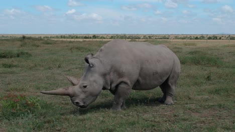 Rinoceronte-Blanco-Del-Norte-En-Peligro-Crítico-De-Extinción-Pastando-En-Pasto-En-La-Conservación-De-Ol-Pejeta,-Kenia