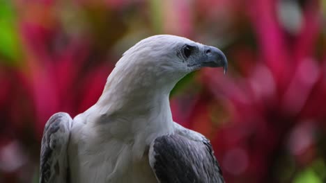 Looking-to-the-right-while-the-camera-zooms-out,-White-bellied-Sea-Eagle-Haliaeetus-leucogaster,-Philippines