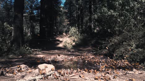 Schwarm-Einzigartiger-Monarchfalter,-Die-Im-Grünen-Wald-Ruhen,-El-Rosario-Michoacan,-Mexiko