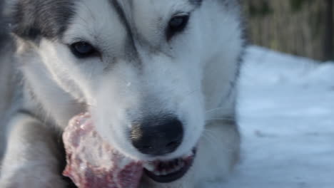 close-up:-Cute-face-of-Husky-dog-chewing-on-meaty-bone,-winter-outside