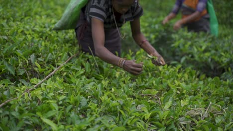 Trabajadoras-Arrancando-Hojas-De-Té-En-Una-Plantación-En-Sri-Lanka