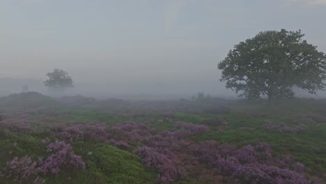 Aerial-view-of-wild-heather-in-countryside-during-foggy-morning,-Netherlands