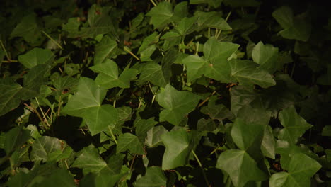 Fondo-De-Naturaleza-Verde-Con-Densas-Plantas-De-Hiedra-En-Un-Jardín