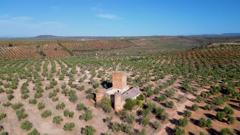 Aerial-shot-of-the-medieval-castle-of-Aragonesa-in-the-olive-garden