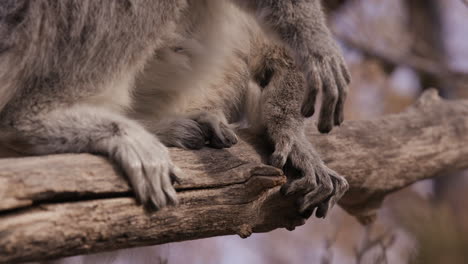 Lemur-perched-on-tree-branch---close-up-on-hands-and-feet