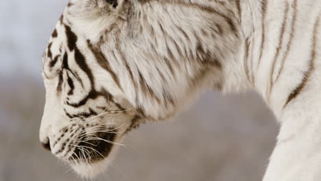 Weißer-Tiger-Herauszoomen,-Laufen,-Seitenprofil