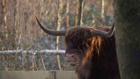 Highland-Kuh-Bulle-Mit-Großen-Hörnern-Wiederkäuen-Im-Winterwald