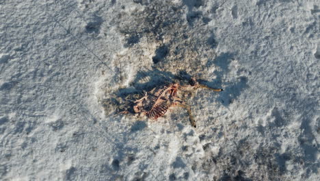 A-deceased-deer-on-a-snowy-landscape,-evoking-stark-natural-cycles,-top-down-aerial-view