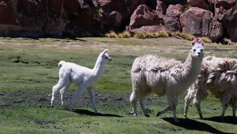 Llamas-Lanudas-Caminan-En-Una-Pradera-Ventosa-Seguidas-Por-Una-Linda-Llama-Bebé-Blanca