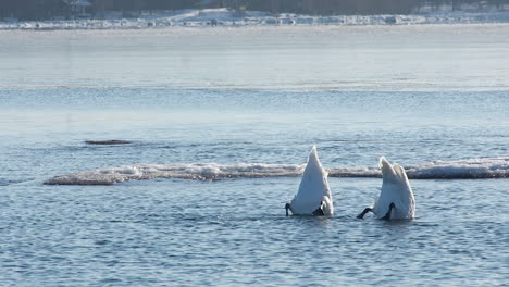 Pareja-De-Cisnes-Blancos-Volcados-Para-Alcanzar-Comida-Bajo-El-Agua-En-Agua-Congelada